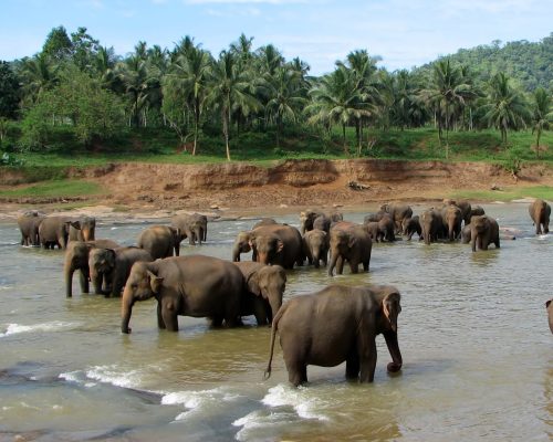Pinnawala_01